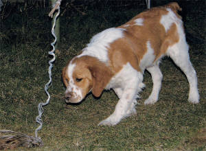 Cucciolo di épagneul breton in ferma