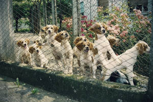 Cuccioli di épagneul breton di tre mesi